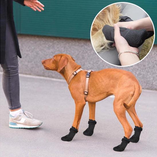 Chaussure Chien - l'école du chien