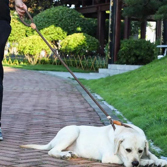Laisse pour Chien - l'école du chien