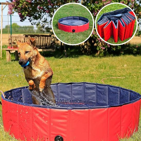 Piscine pour Chien - l'école du chien