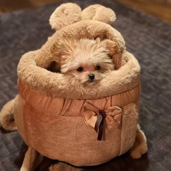 Sac de transport chien