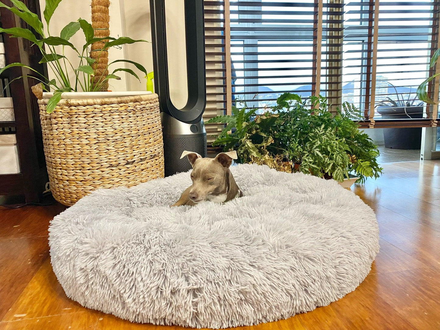 Coussin pour Chien | ConfortoPaw™ - l'école du chien