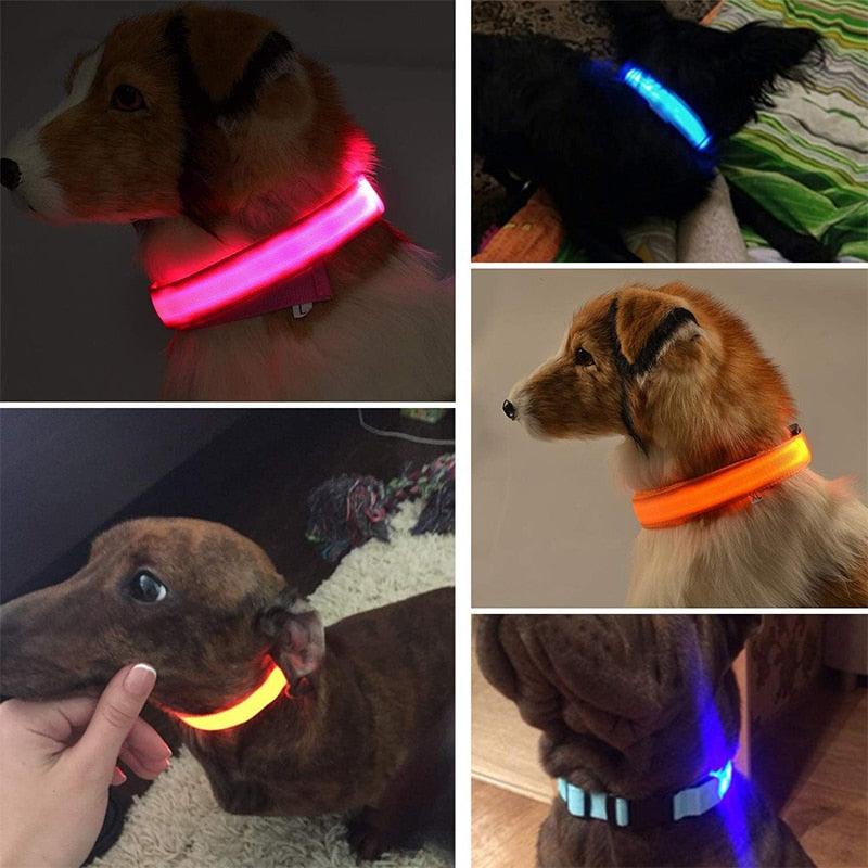 GlowPaw™ | Collier Lumineux pour Chien - l'école du chien