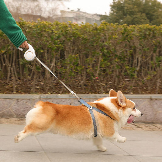 Laisse pour chien : Choisir la meilleure pour le confort et la sécurité de votre compagnon. Outil essentiel pour les promenade - l'école du chien