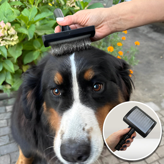 Brosse pour Chien