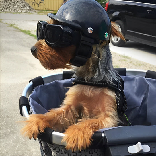 Casque Moto Chien