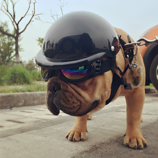 Casque Moto Chien