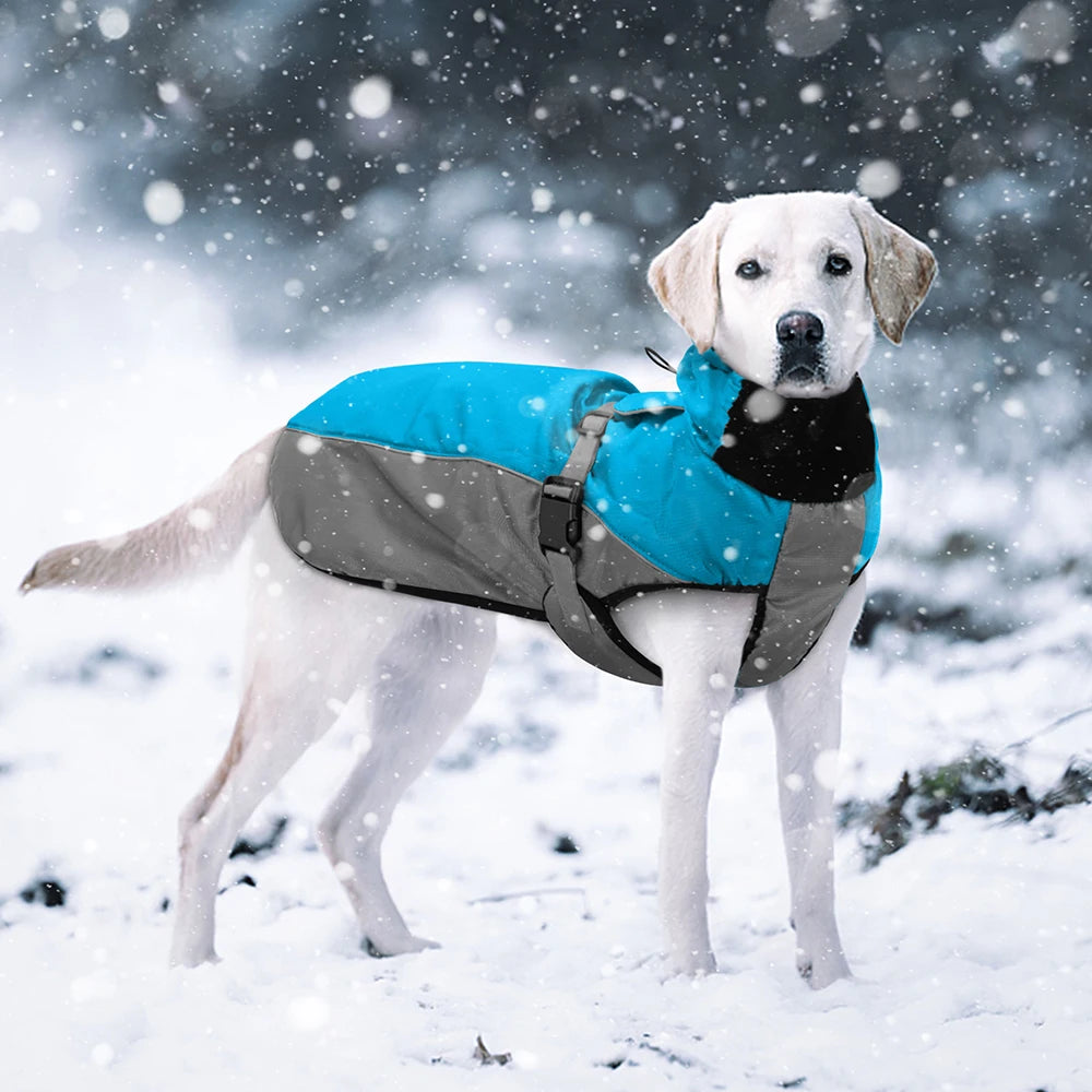 Manteau imperméable pour chien