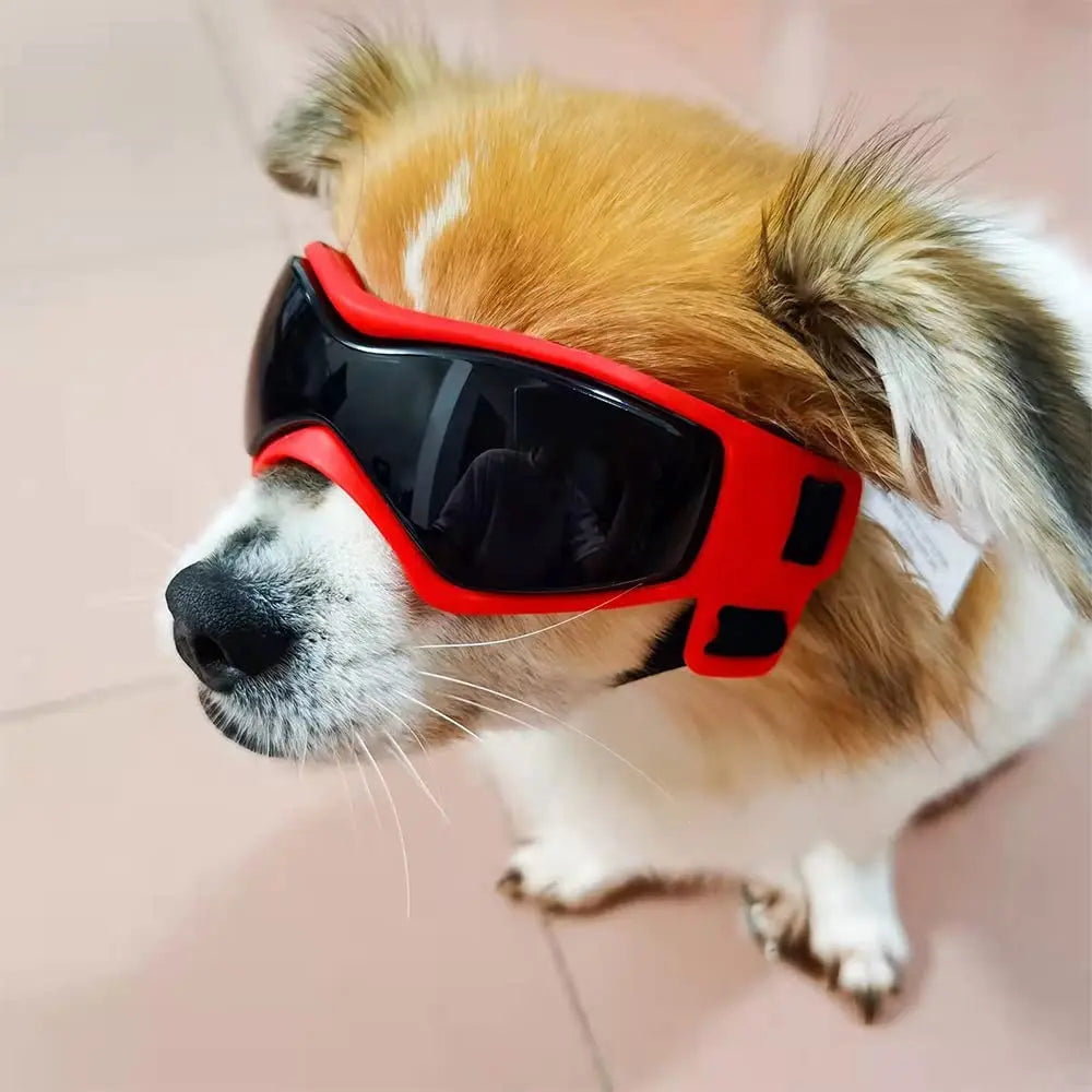 Lunettes pour Chien