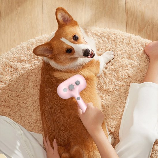 Brosse pour chien