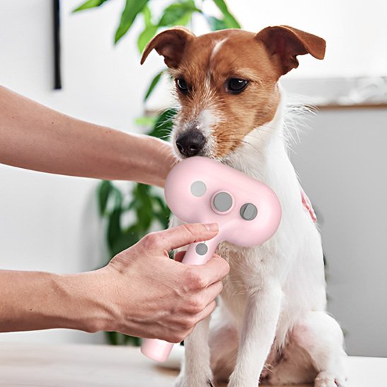 Brosse pour chien