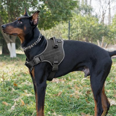 Harnais chien 