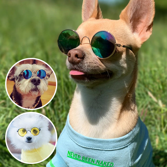 Lunettes pour Chien