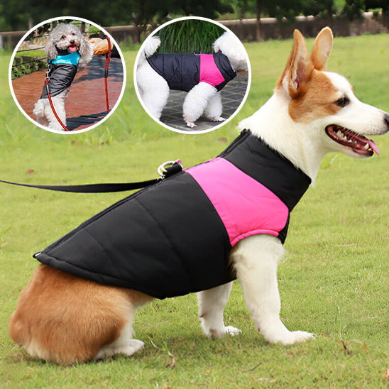 Imperméable Chien