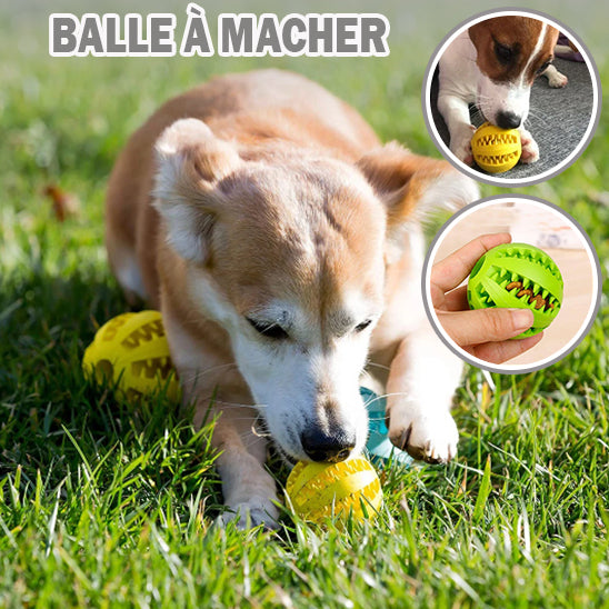 DogTeethCleaning™ | Balle pour Chien