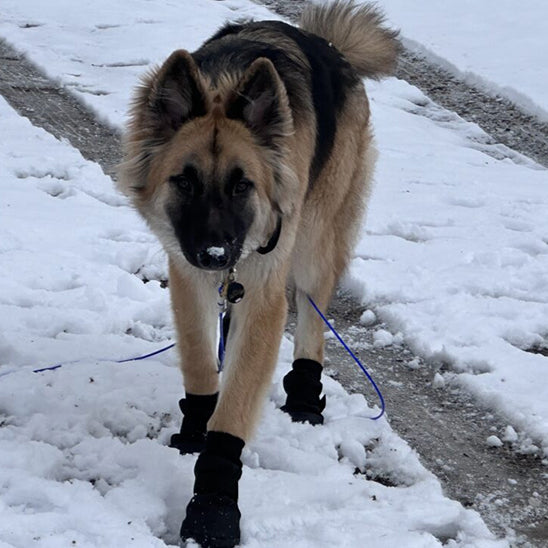 Chaussure Chien