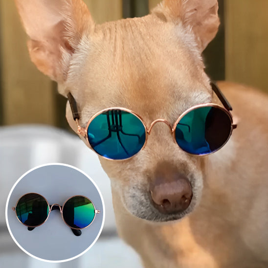 Lunettes pour Chien