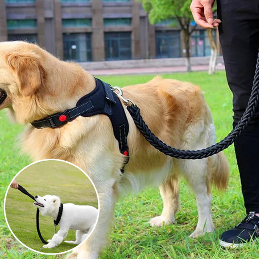 Laisse pour Chien - l'école du chien