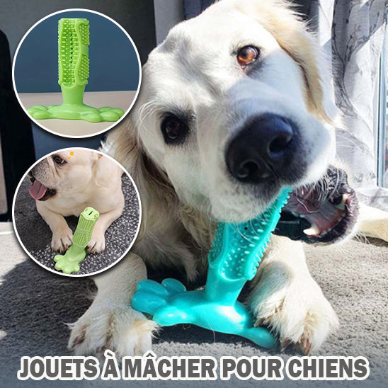 DentalDog™ | Jouet Molaire pour Chien