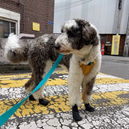 Chaussure Chien