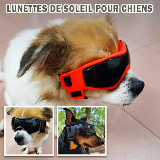 Lunettes pour Chien