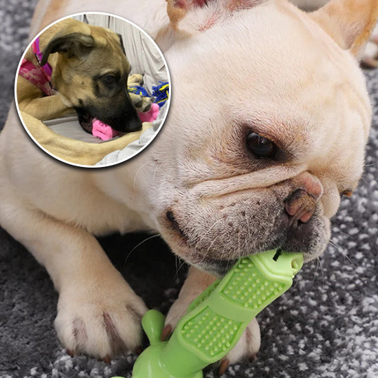 DentalDog™ | Jouet Molaire pour Chien