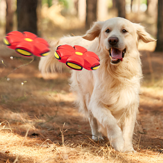 Balle pour Chien