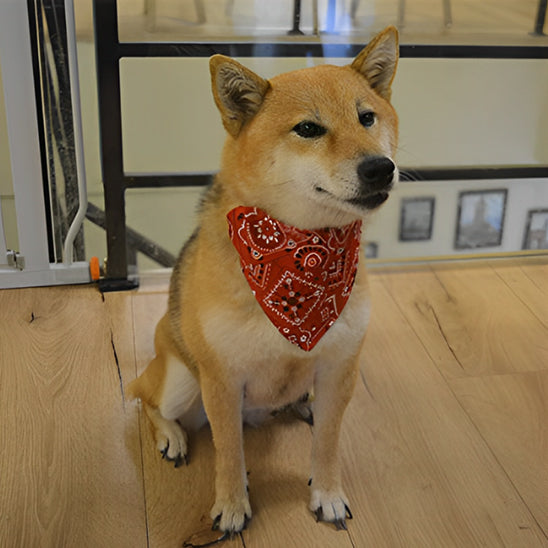 Bandana pour Chien | BandanaPaws™