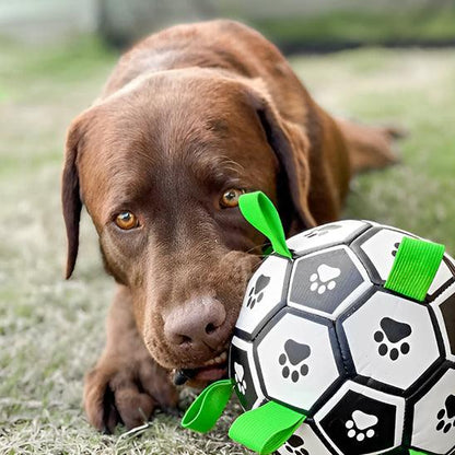 Ballon Chien - l'école du chien