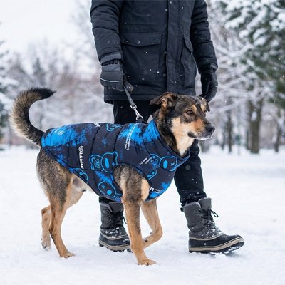Manteau chien 